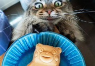 网红猫食,猫咪美食界的潮流风向标