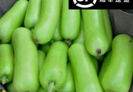 长葫芦瓜咋吃 百度网盘,长葫芦瓜的多样食用方法揭秘